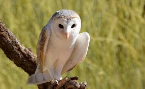 La Chouette Effraie Tyto Alba Dame Blanche Ou Effraie Des Clochers