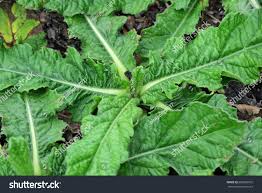 Image result for Elephantopus scaber