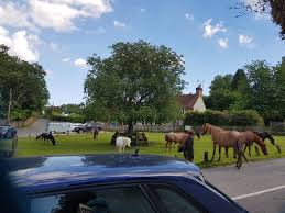 New york city, new york6733 contributions358 helpful votes. Wild New Forest Ponies Visit The Village Green Minstead England Aww