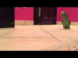 Loro Emite Risa Maligna Tras Liberacion Short Jokes Funny Parrot Funny Video Clips