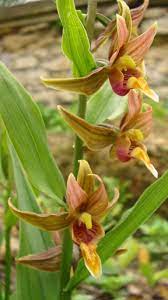 It is a little bit more touchy than the green form. Epipactis Gigantea Wikipedia