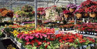 The family tree garden center. Shawnee Garden Center Family Tree Nursery