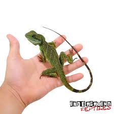 What is a chinese water dragon? Sub Adult Chinese Water Dragon For Sale Underground Reptiles