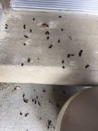 Call trutech for professional removal services available in the u.s. What Are The Top 10 Signs You Might Have A Bats In Your Attic