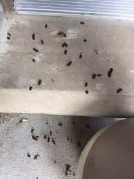 Free estimates · free to use · match to a pro today · no obligations What Are The Top 10 Signs You Might Have A Bats In Your Attic