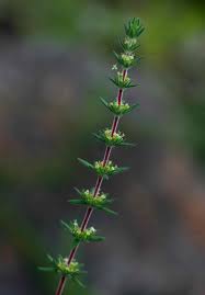 Image result for Anthospermum