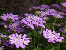 Image result for Iberis umbellata