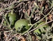 Image result for Acanthosicyos naudinianus