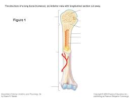 Cortex the shaft has a cortex (outer portion) of dense bony tissue called compact bone tissue. Long Bone Labeled Diagram Quizlet