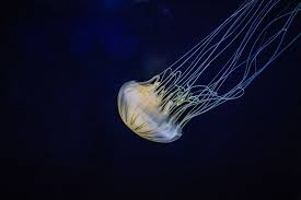 Birch Aquarium At Scripps Institution Of Oceanography 2300 Expedition Way La Jolla Ca 92037 Scary Squishy Cool Brainless Mesmerizing Jellyfish Are All Of These And A Whole Lot More Anatomically They Re Relatively Birch Aquarium Animals Exhibition
