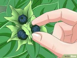 Four o clock flowers kaleidoscope. How To Grow Four O Clock Flowers With Pictures Wikihow
