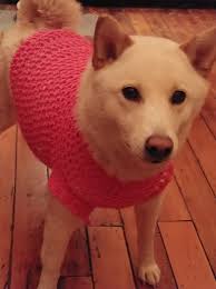 Dogs in pink sweaters and accessories