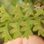 Image result for Asplenium sandersonii