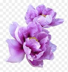 Decorate your laptops, water bottles, notebooks and windows. Purple Aesthetic Purple Peony Flowers In Bloom Png Pngegg
