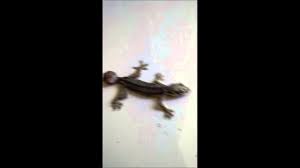 Apakah engkau suami gadis ini? sambung anglingdarma. Fenomena Cicak Berkepala 2 Youtube