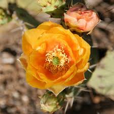 It goes by a variety of common names, including cow's tongue cactus, cow tongue prickly pear, desert prickly pear, discus prickly pear, engelmann's prickly pear, and. Opuntia Engelmannii Cactus Apple Engelmann S Pricklypear Engelmann S Prickly Pear Southeastern Arizona Wildflowers And Plants