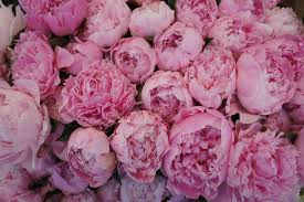 Las peonías de la Alhambra, del Lejano Oriente a la fortaleza nazarí -  Patronato de la Alhambra y Generalife