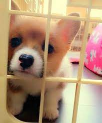可愛度爆表的小柯基竟然會跟媽咪發脾氣 cute dogs cute animal pictures cute animals