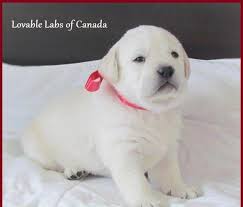 We have cracked the genetic code on producing calm, intelligent, trainable, polar bear white, english labrador retrievers. Gorgeous White Akc Labrador Puppies For Sale In Lima Ohio Classified Americanlisted Com