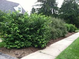 Mixed Shrub Screen Skip Laurels And Viburnums Dream Garden Garden Shrubs