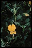 Image result for Ancistrorhynchus tenuicaulis