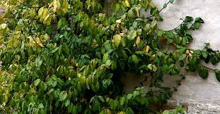 Right before new plant growth develops. Wintercreeper Euonymus Information On Planting Pruning And Care