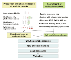 Flow Chart Depicting The Major Experimental Steps Involved