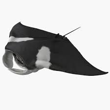 Manta Ray 3d Model Ad Manta Ray Model 3d Model Manta Ray Model