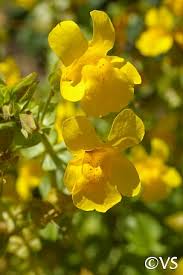 Image result for Mimulus gracilis