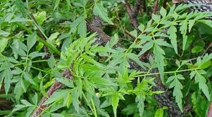 Image result for Acalypha volkensii