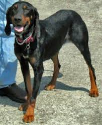 Black And Tan Coonhound For Sale Near Me Pin On Dogs For Mike And Me