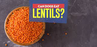 Lentils For Dogs 101 Can Dogs Eat Lentils And Are They Safe