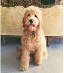 The teddy bear cut is for the owners who are looking for a low maintenance haircut. Pin On Puppy Love