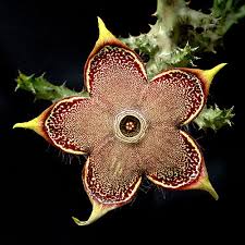 Check spelling or type a new query. Houseplants Persian Carpet Flower Edithcolea Grandis This