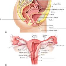 Start studying female reproductive organs. 7 Anatomy Of Human Reproductive System Ideas Reproductive System Anatomy Female Reproductive System