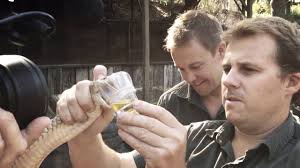 King Brown Snake venom milking record broken!