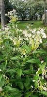 Image result for Clerodendrum incisum