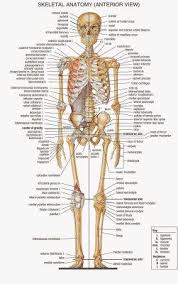 We did not find results for: 200 Million Dollar Hidden Treasure Hoard Found In National Park In Costa Rica Human Skeleton Anatomy Anatomy And Physiology Human Body Anatomy