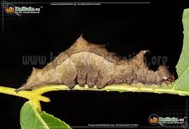 Black And Red Spiky Caterpillar California Vermont Butterflies And Moths