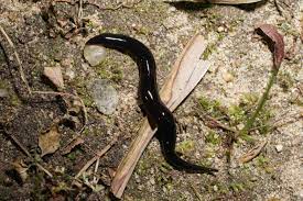 Check spelling or type a new query. Slender Black And Slimy Parasite Carrying Creature Invades Texas Woman S Garden They Are So Freaky