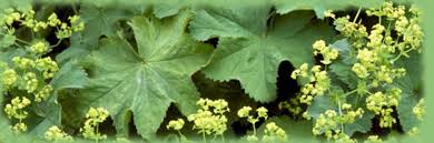 Image result for Alchemilla kiwuensis