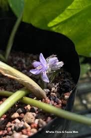 Image result for Cyanastrum