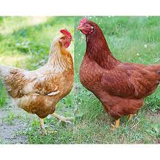 The rhode island red is probably one of the most successful chicken breeds in the world! Hoover S Hatchery Assortment Of Golden Comet And Rhode Island Red Chickens 10 Ct Baby Chicks Gri At Tractor Supply Co