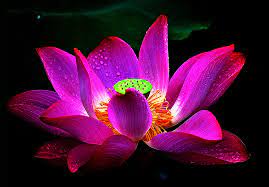 The only right place to download lotus flower beautiful high quality hd wallpapers full free for your desktop backgrounds. Lotus Flowers Wallpapers Wallpaper Cave