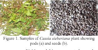 Image result for Cassia sieberiana
