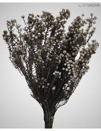 Image result for Phylica