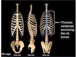 The rib cage is found in the chest area. Learn Axial Skeleton In 4 Minutes