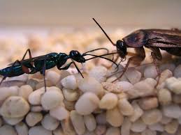 We did not find results for: Absurd Creature Of The Week The Wasp That Enslaves Cockroaches With A Sting To The Brain Wired