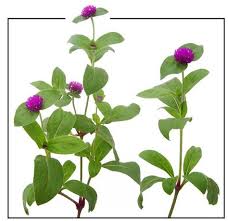 Image result for Rauvolfia mannii