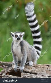 Ring Tailed Lemur Ad Sponsored Ring Tailed Lemur Wild Animals Pictures Tropical Animals Zoo Animals